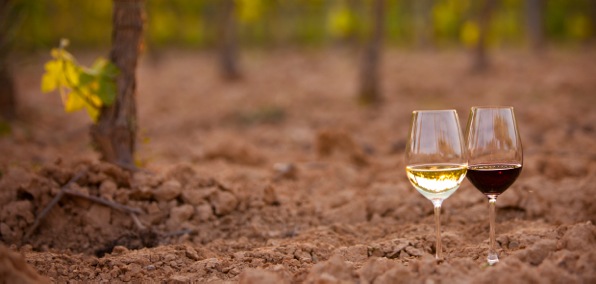 red and white wine at the penedes soil