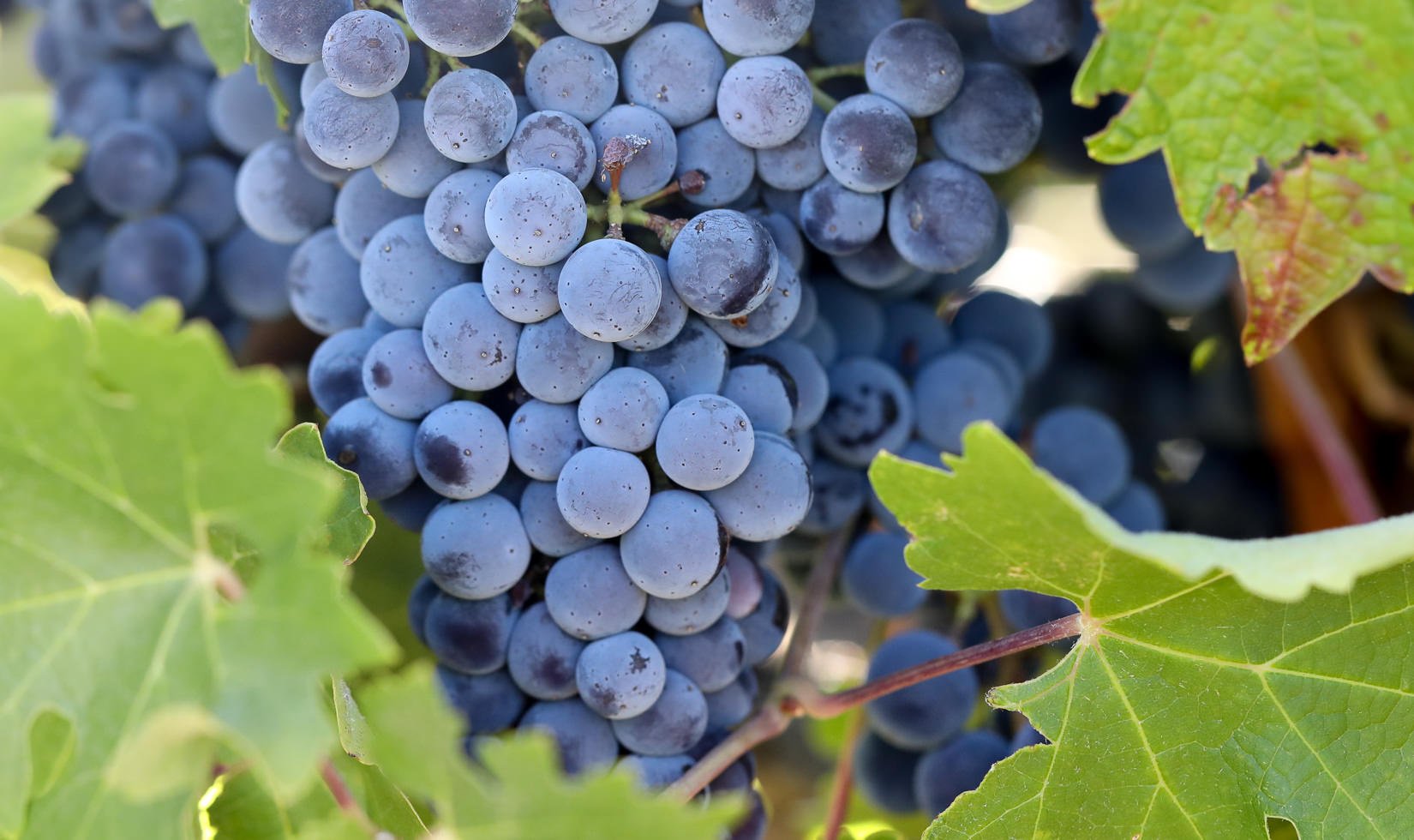 Grape in winery